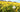 Become a Dandelion Fan