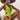 Deep V Neck Criss Cross Backless Pleated Thong One Piece Swimsuit for Women